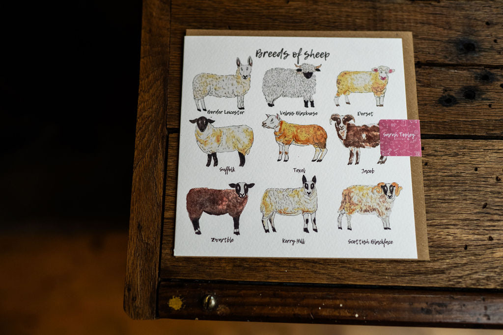 Sheep Breeds Card